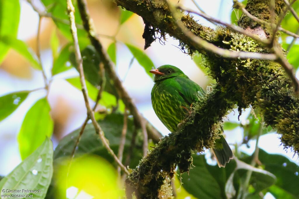 Cotinga jucunda femelle adulte