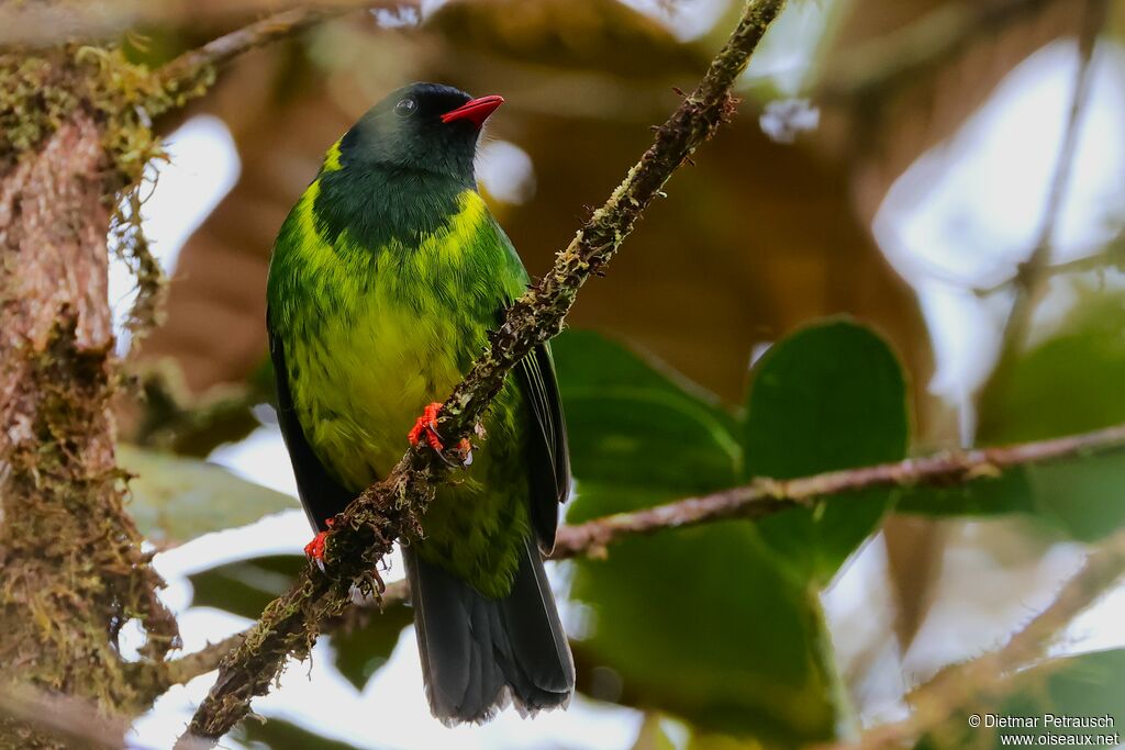 Cotinga vert et noir mâle adulte