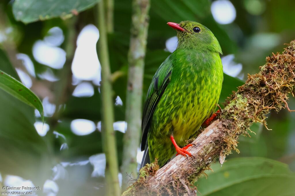 Cotinga vert et noiradulte