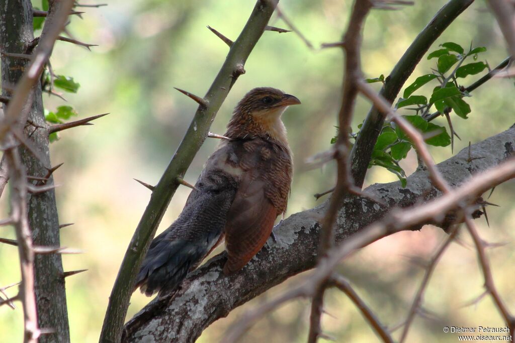 White-browed Coucalimmature