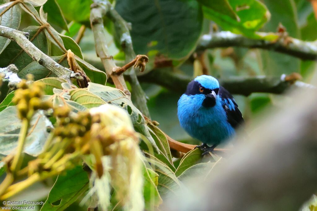 Dacnis de Hartlaubadulte
