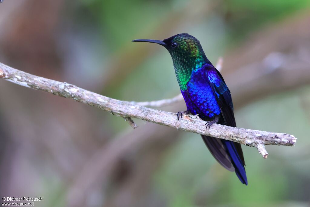 Dryade couronnée mâle adulte