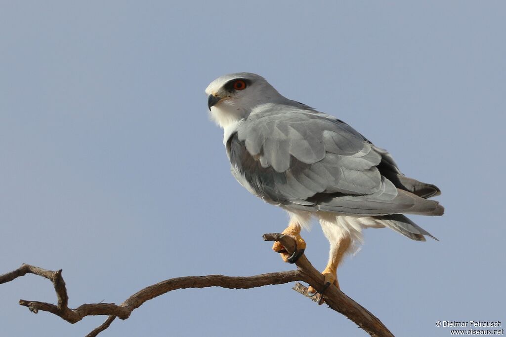 Black-winged Kiteadult