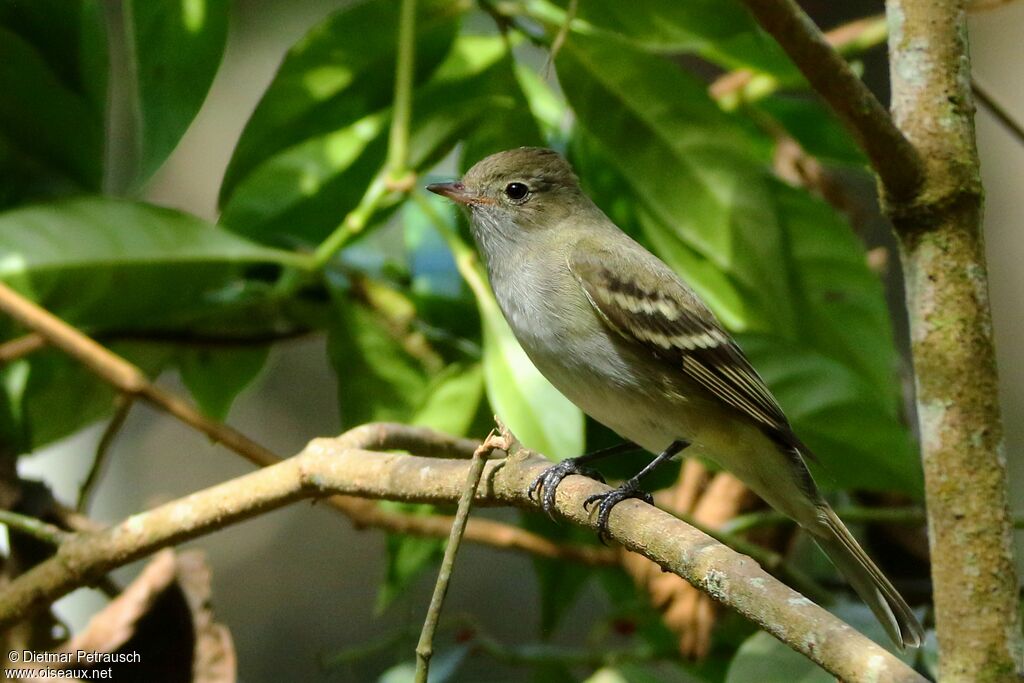 Lesser Elaeniaadult