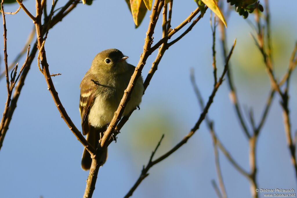 Élénie montagnardeadulte