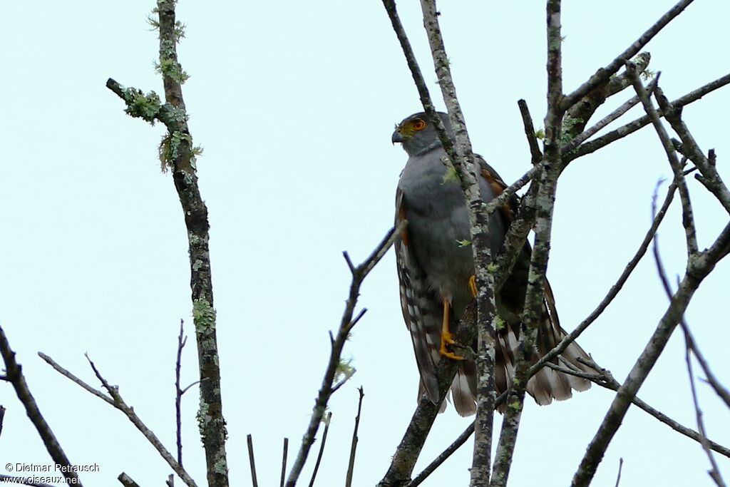 Bicolored Hawkadult