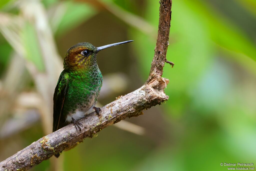 Érione d'Aurélieadulte