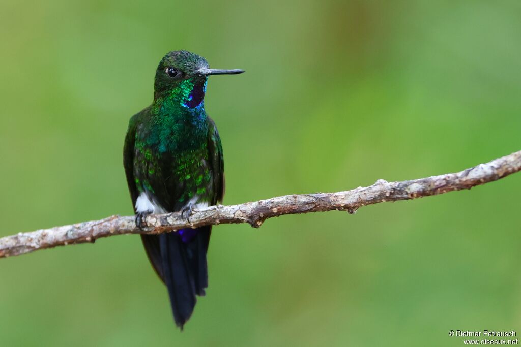 Érione pattue mâle adulte