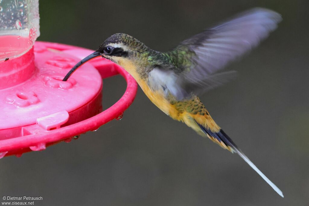 Ermite à ventre fauveadulte
