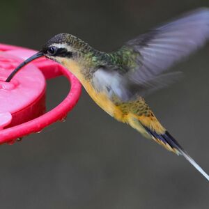 Ermite à ventre fauve