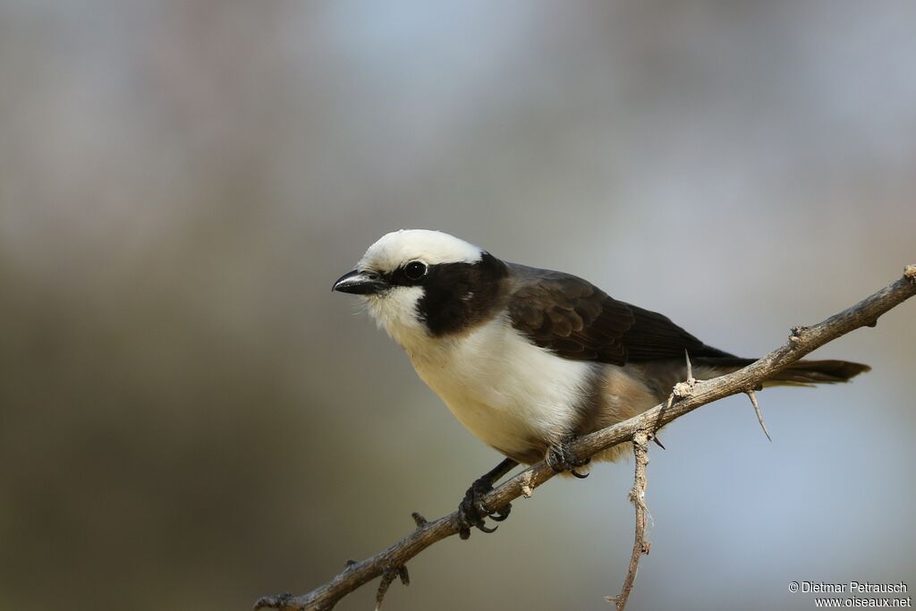 Southern White-crowned Shrikeadult, identification