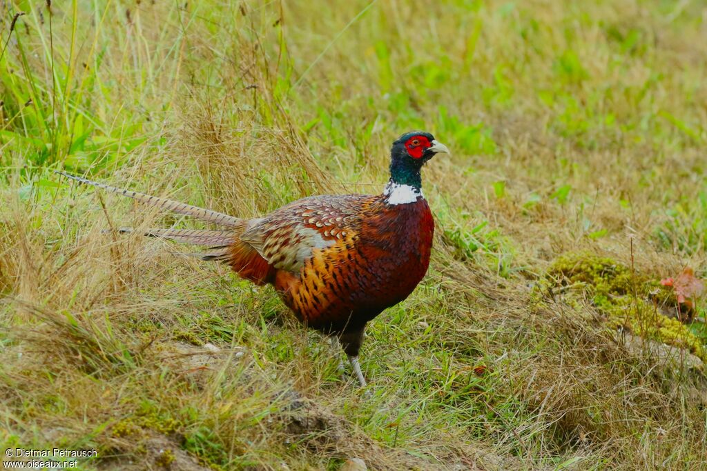 Common Pheasant male adult