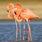 Flamant des Caraïbes