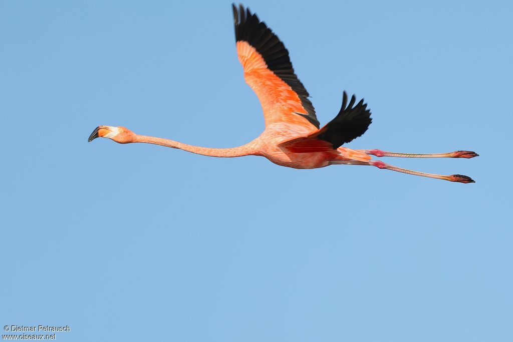 Flamant des Caraïbes