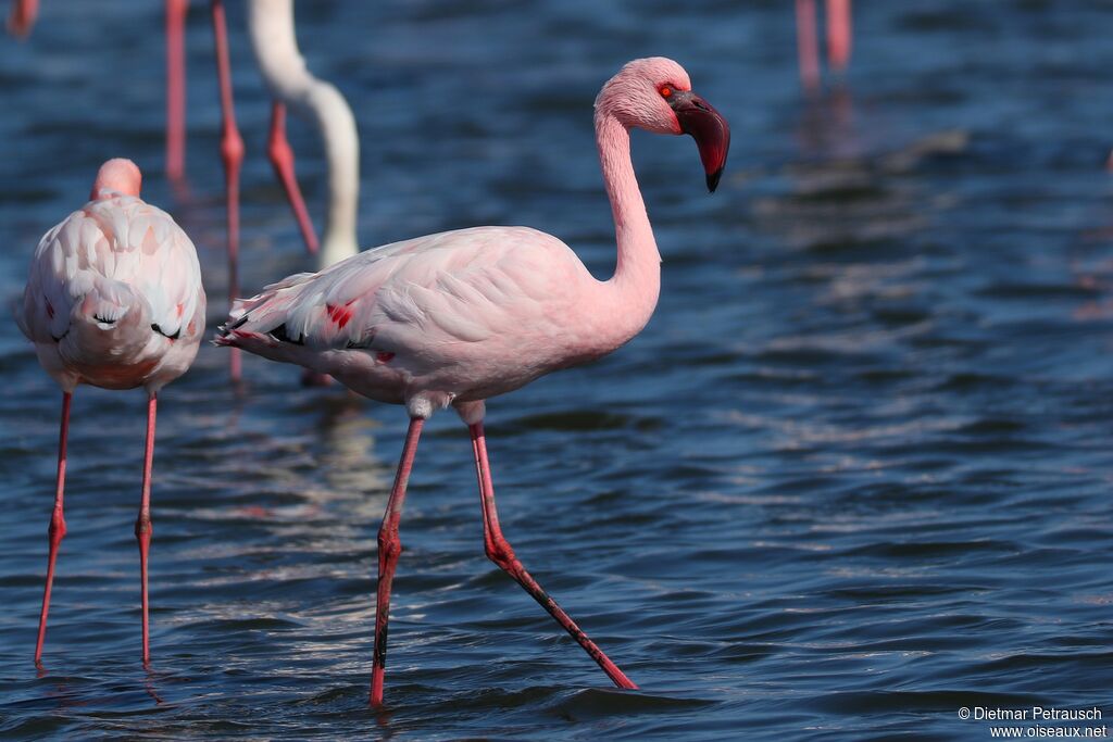 Lesser Flamingoadult