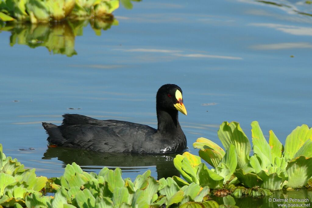 Red-gartered Cootadult