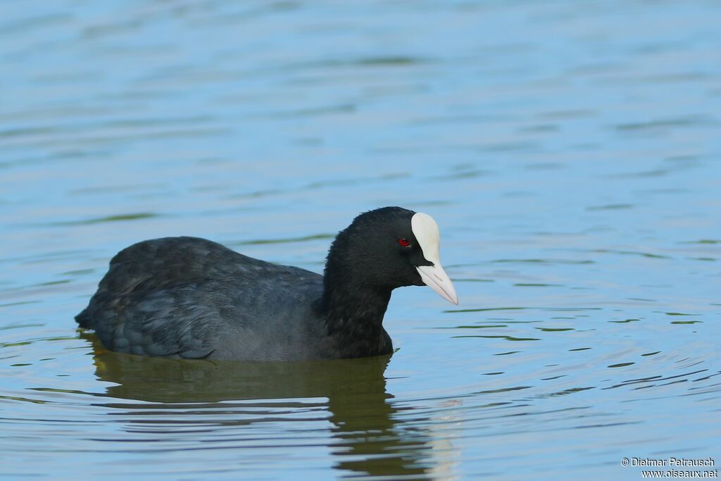 Eurasian Cootadult