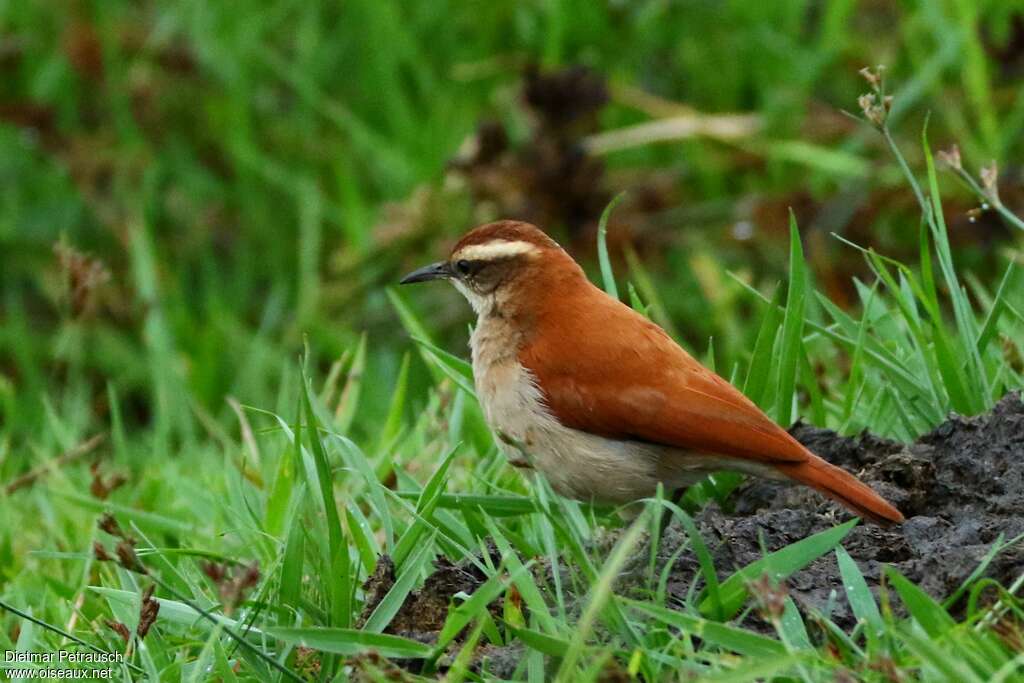 Band-tailed Horneroadult, identification