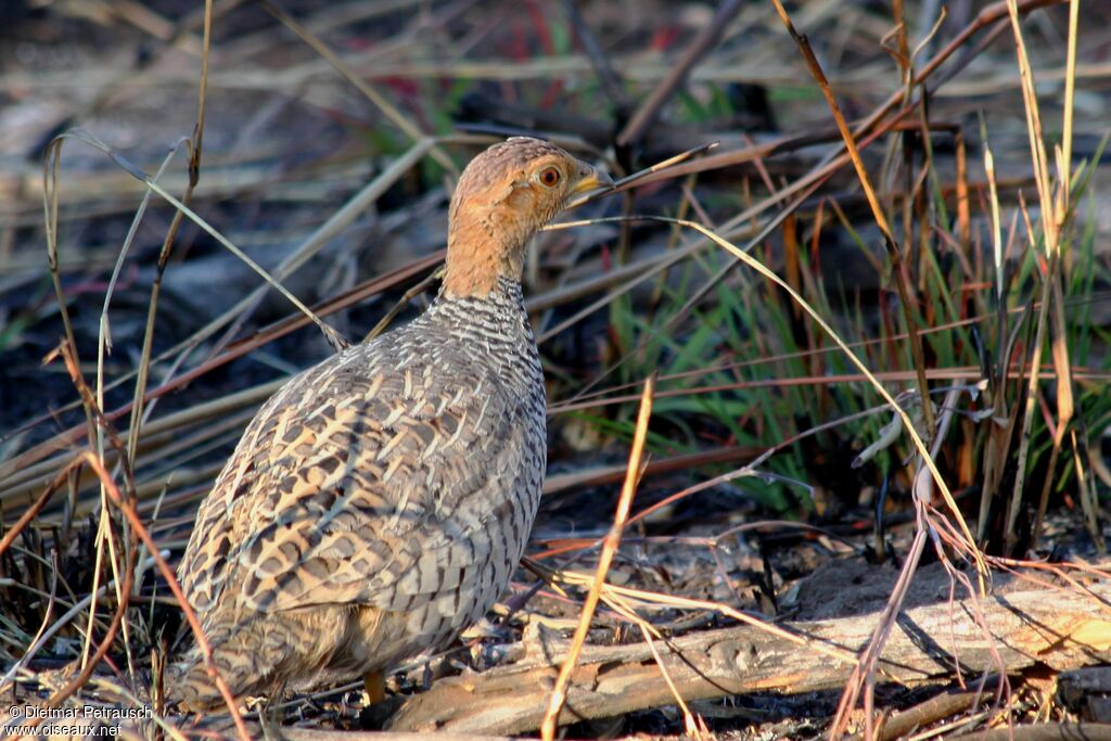 Coqui Francolin male adult
