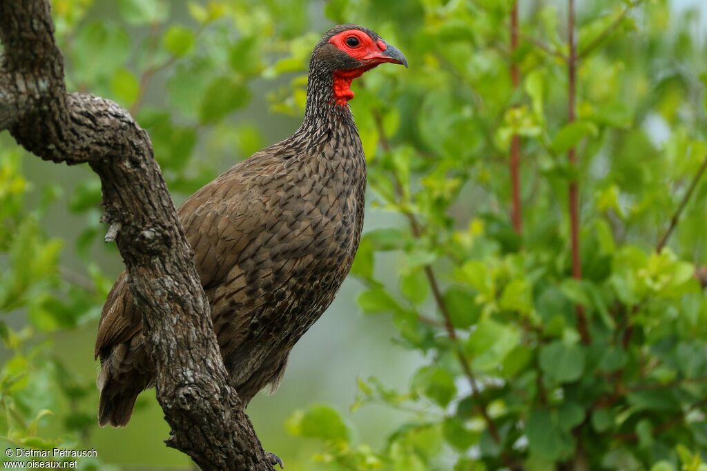 Francolin de Swainsonadulte