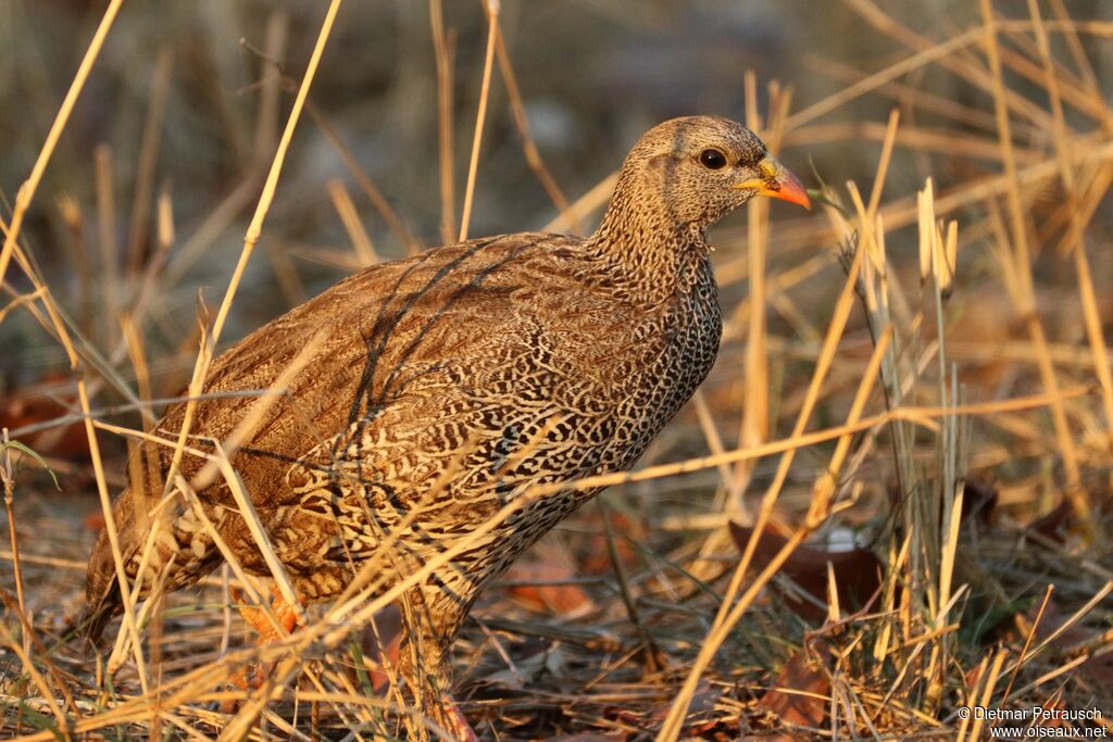 Francolin du Nataladulte