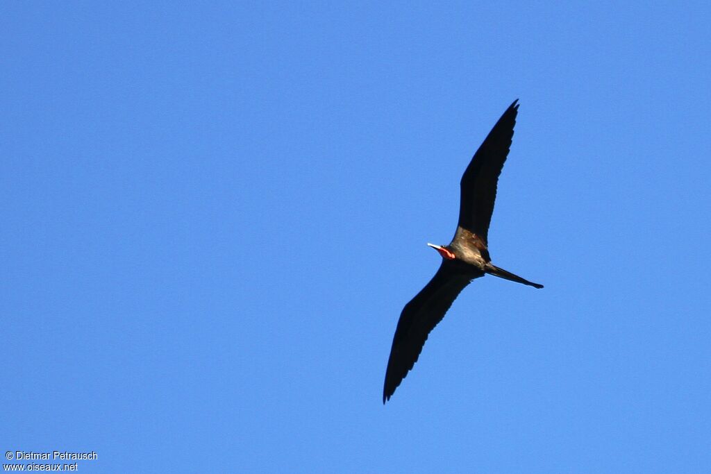 Magnificent Frigatebirdadult