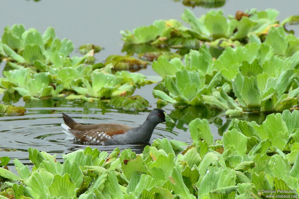 Gallinule à face noireadulte