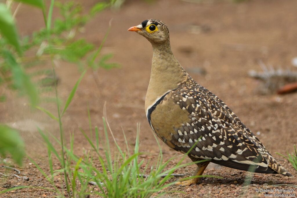 Double-banded Sandgrouse male adult