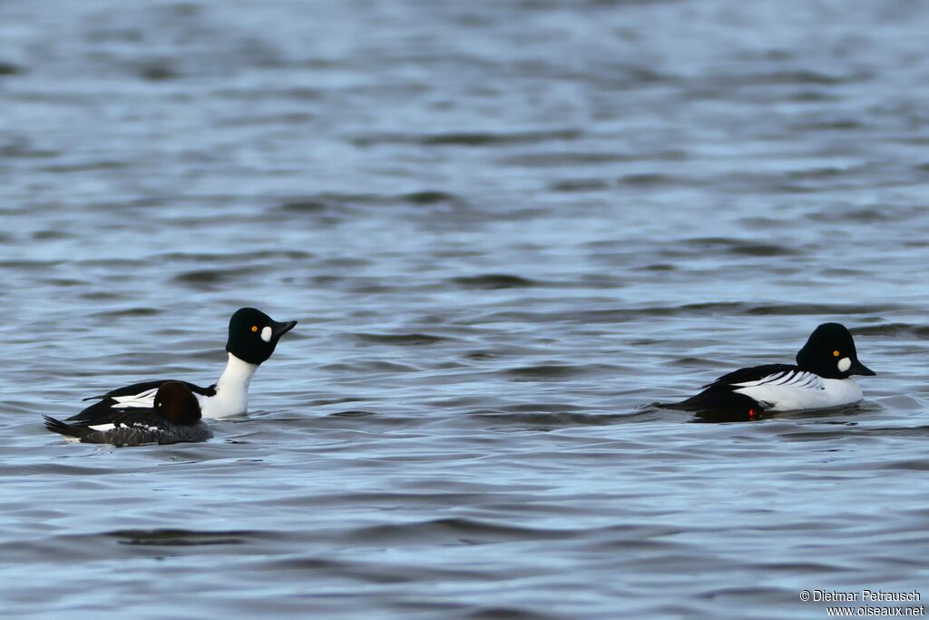Garrot à oeil d'oradulte