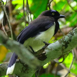 Geai à poitrine noire
