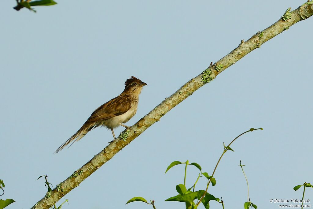 Striped Cuckooadult