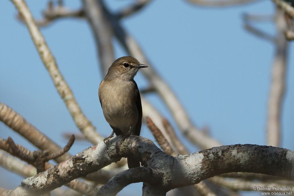Pale Flycatcheradult