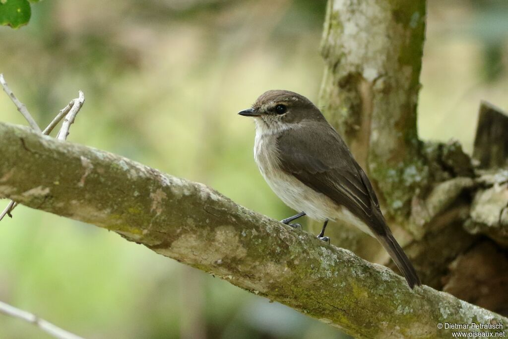African Dusky Flycatcheradult