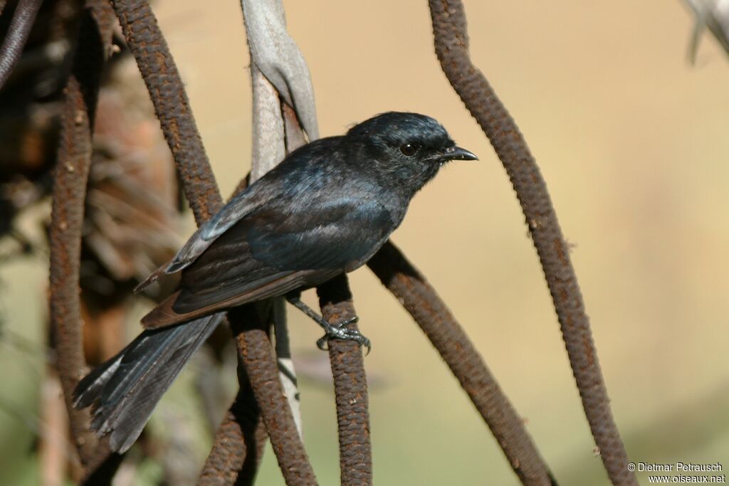 Gobemouche sud-africainadulte
