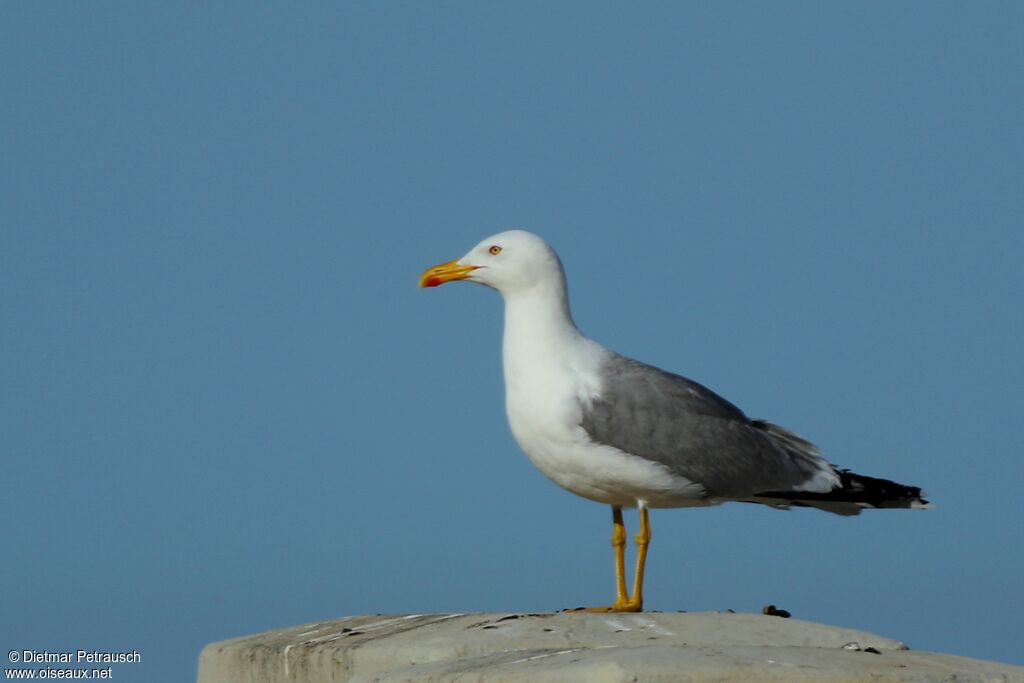 Yellow-legged Gulladult