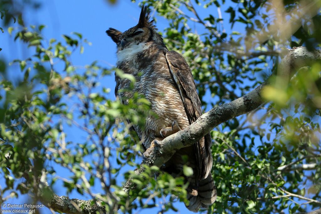 Great Horned Owladult