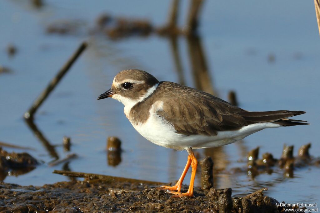 Common Ringed Ploveradult post breeding