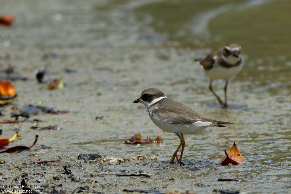 Semipalmated Ploveradult