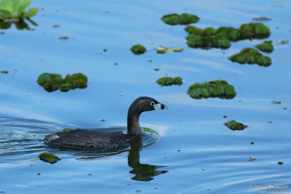 Pied-billed Grebeadult
