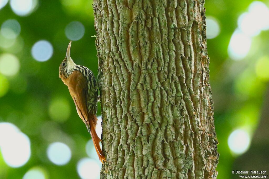 Scaled Woodcreeperadult