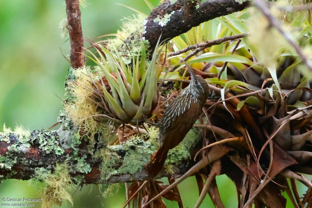 Grimpar montagnardadulte