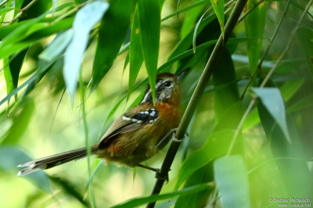 Bertoni's Antbirdadult
