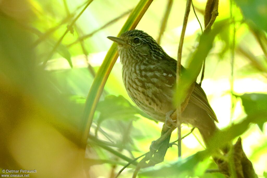 Dusky-tailed Antbirdadult