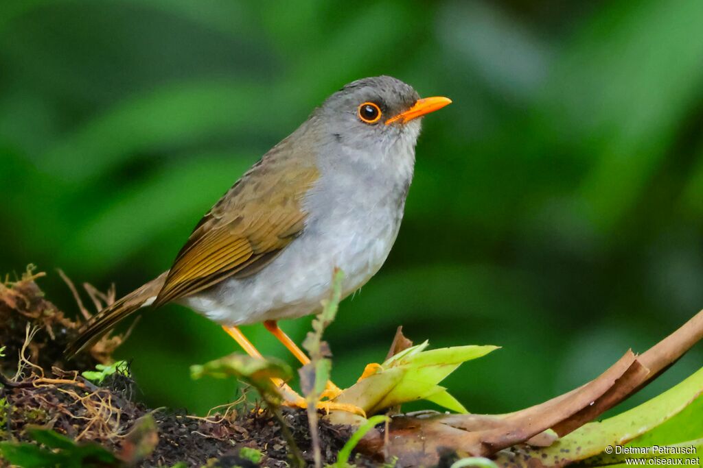 Grive à bec orangeadulte