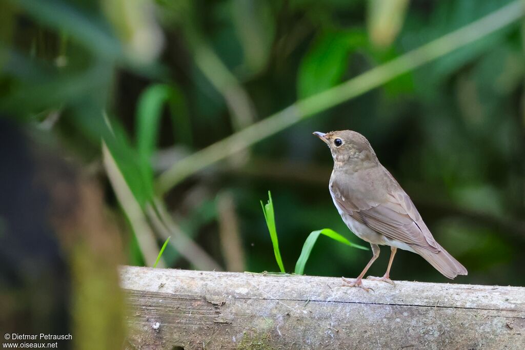 Grive à dos oliveadulte