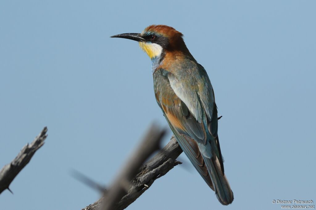 European Bee-eater