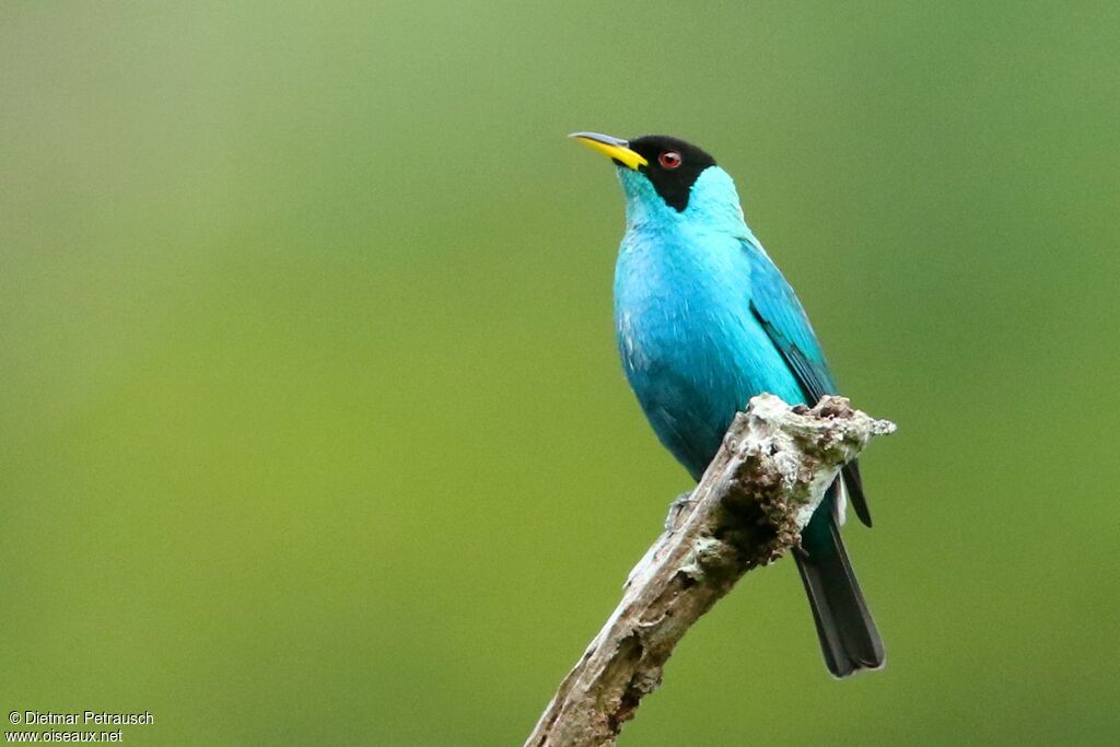 Green Honeycreeper male adult