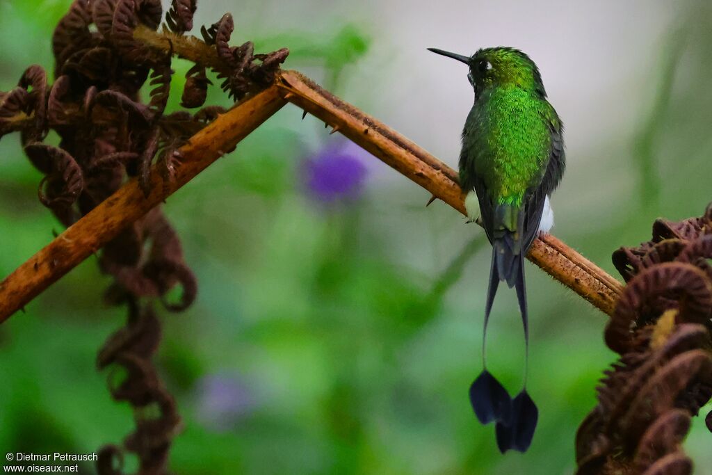 Haut-de-chausses à palettes mâle adulte