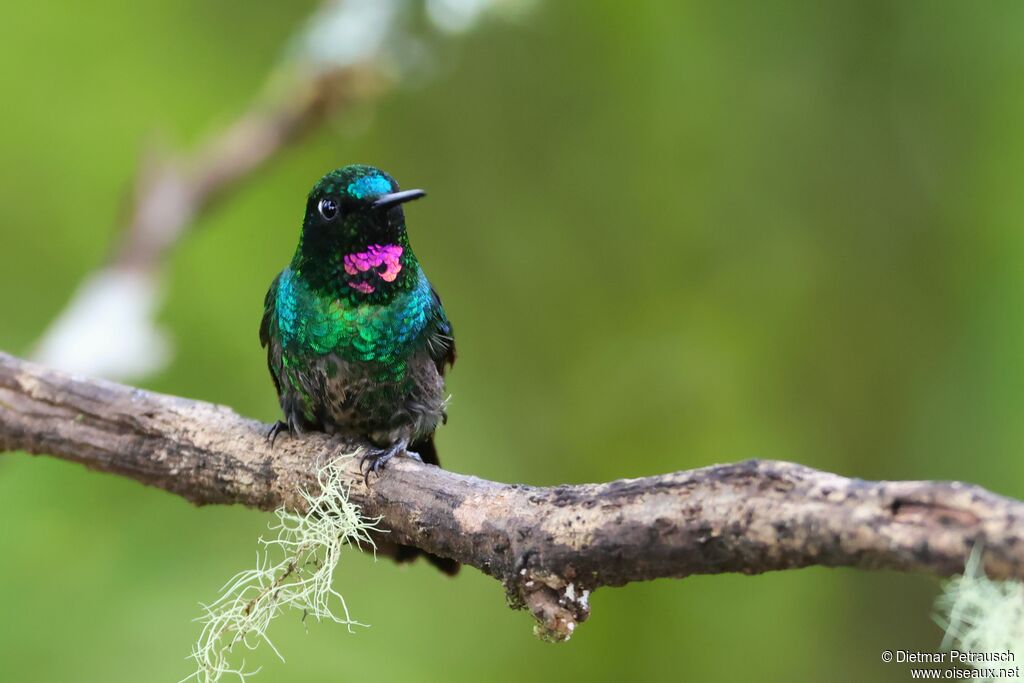 Héliange tourmaline mâle adulte