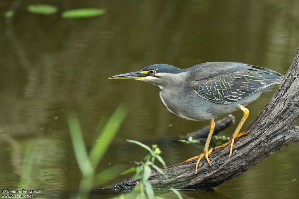 Little Heron